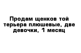 Продам щенков той терьера плюшевые, две девочки, 1 месяц